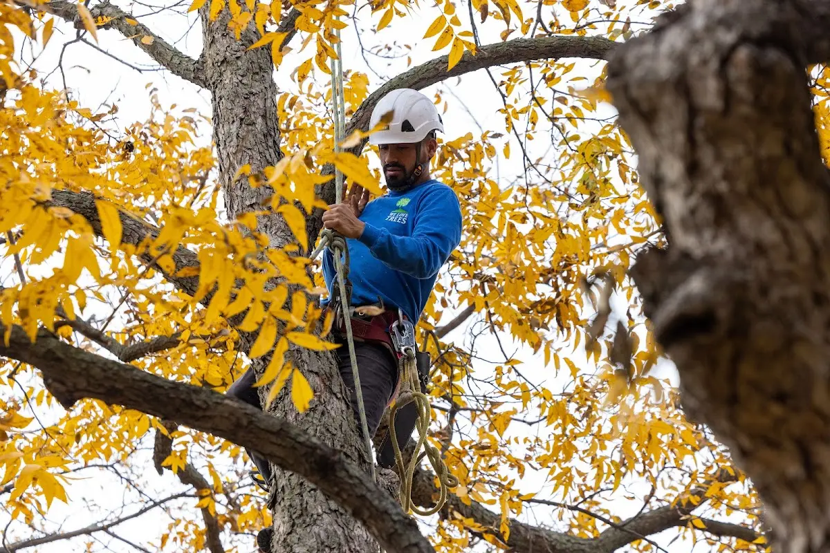 Skilled Storm Damage Cleanup crew working in Nobleton